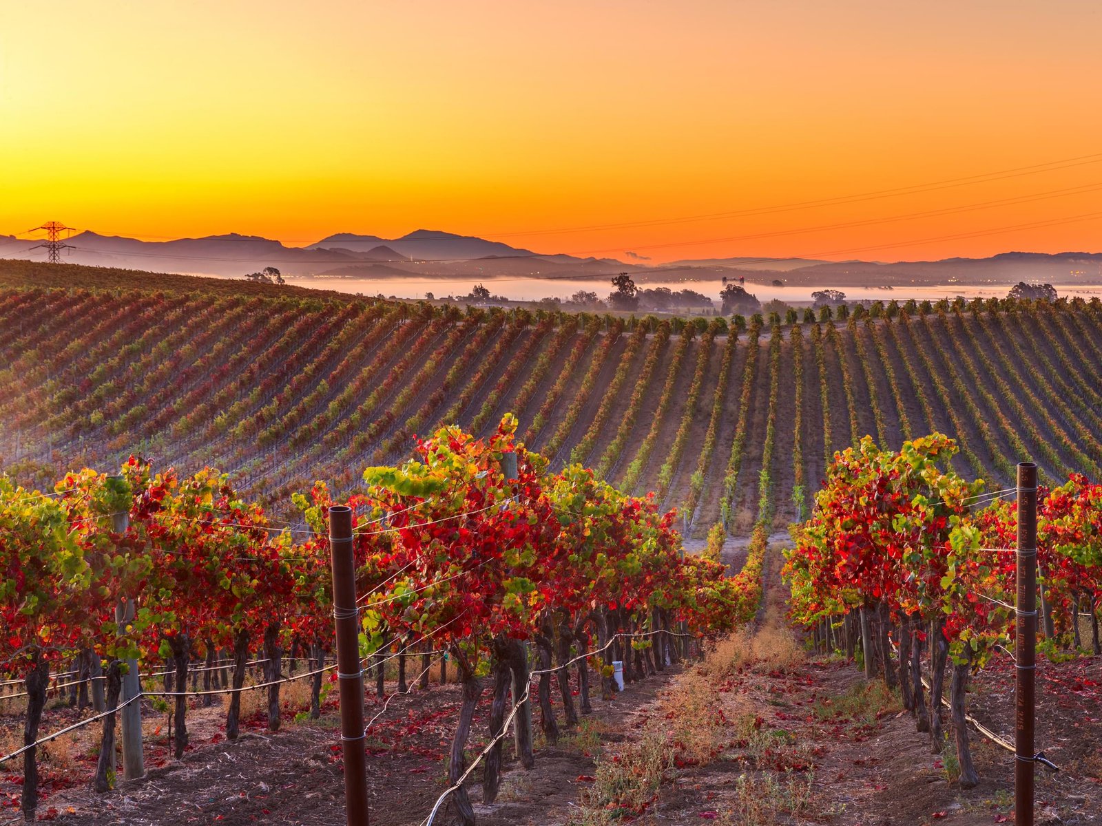 Vineyard rows in autumn color at sunrise with red vine leaves in the foreground
